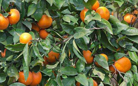 柑橘种植户