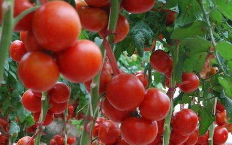 番茄种植户