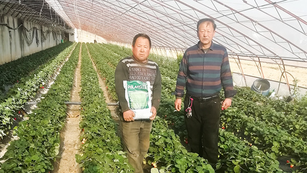 圃朗特品牌大量元素水溶肥得到种植户的亲爱