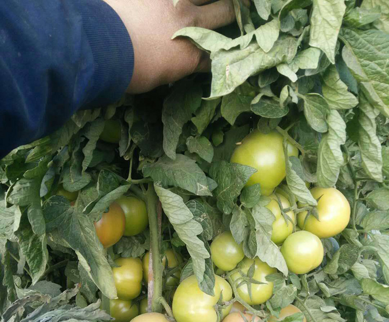 圃朗特大量元素水溶肥值得种植农户信赖