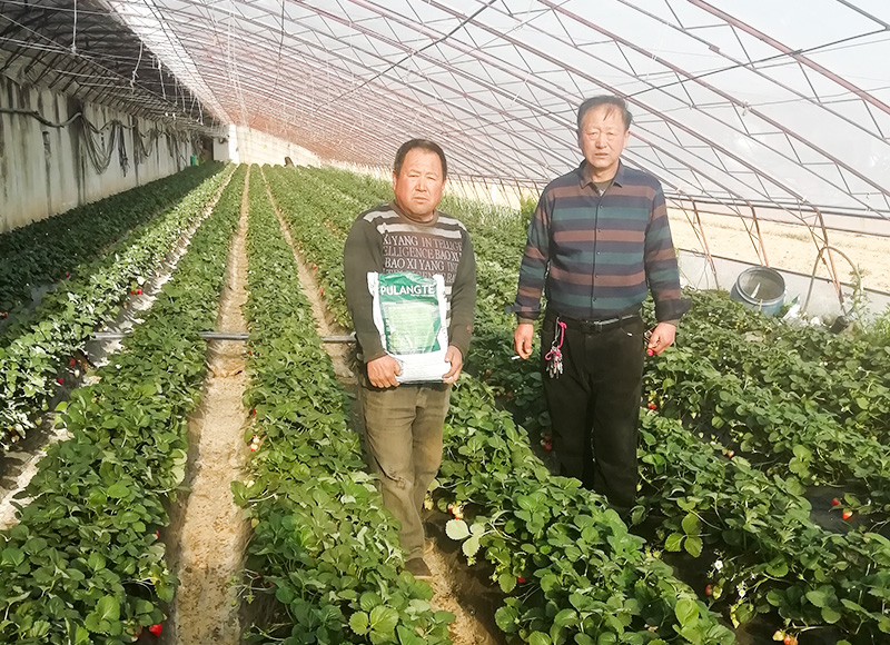 圃朗特品牌大量元素水溶肥得到种植户的亲耐