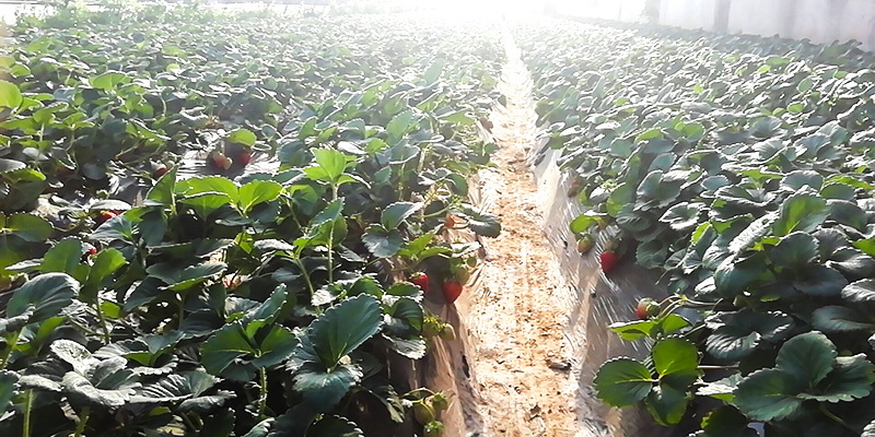 圃朗特品牌大量元素水溶肥得到种植户的亲耐