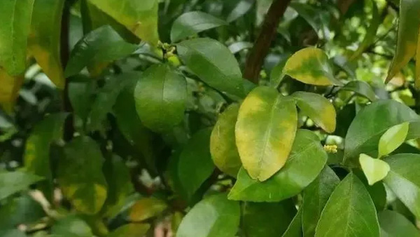 柑橘果实不转色，味道酸不甜，圃朗特告诉您原因